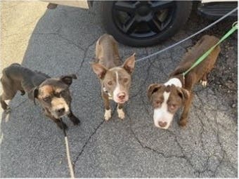 Three severely emaciated dogs were found loose Monday morning on Tinker Hill Road. ​