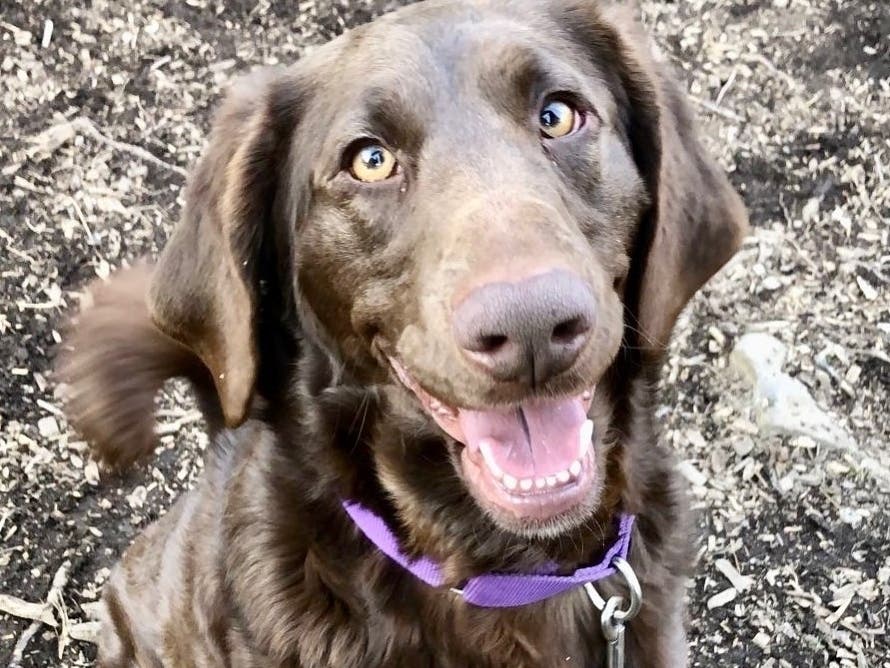 Oliver is a handsome 2-year-old.