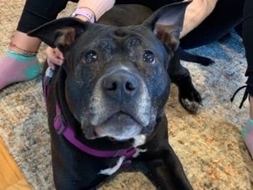 An elderly pitbull, Petunia was fostered then adopted by a family during the pandemic. She had been at the SPCA of Westchester for more than a year. 
