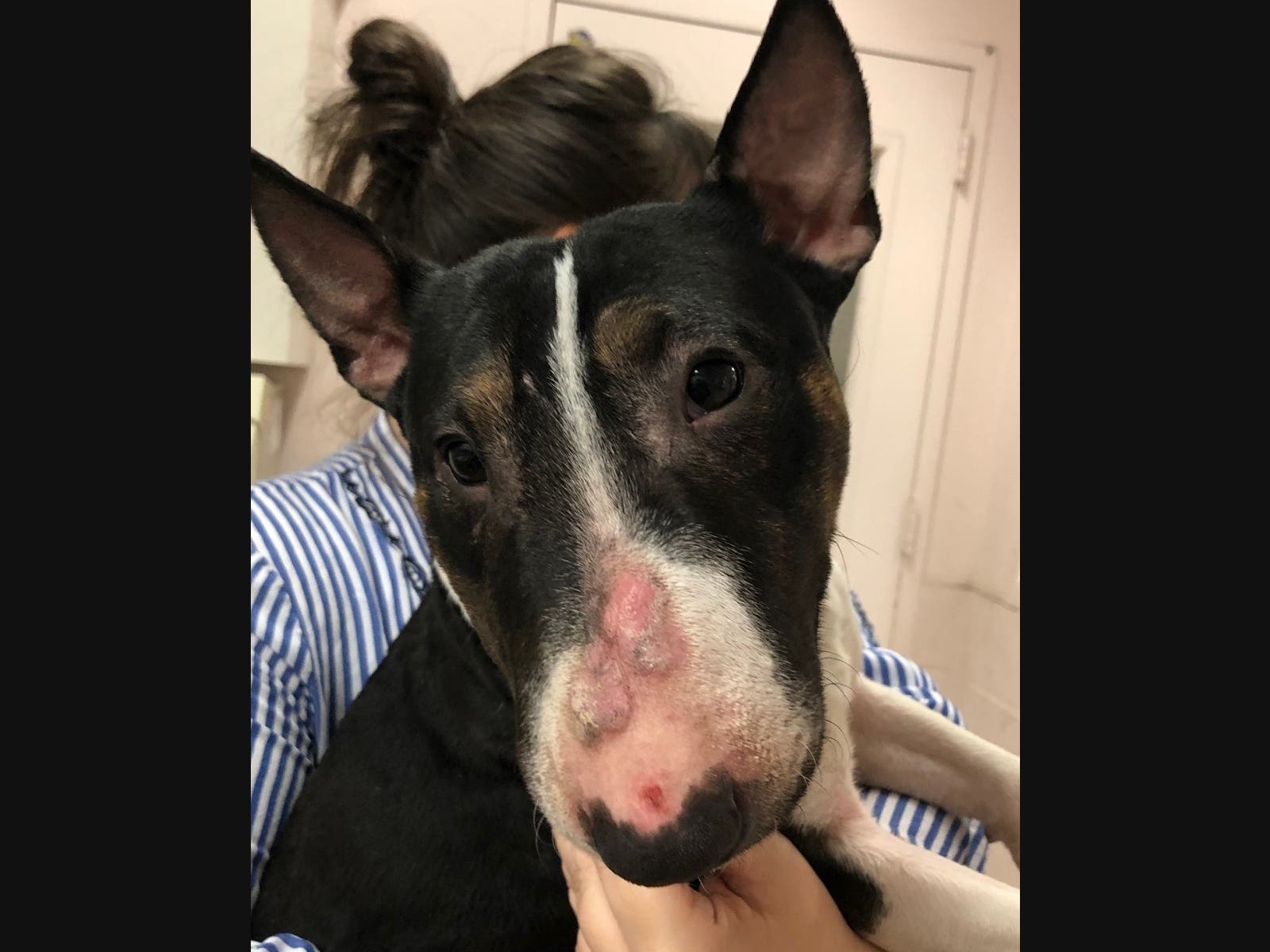 This pit bull named Lady was rescued by the SPCA in 2019 during a domestic violence investigation. 