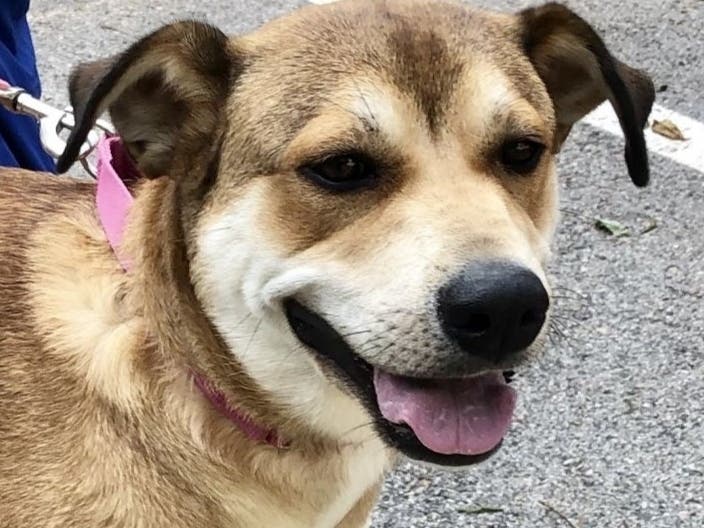 Delta is looking for a home with a doggie friend. 