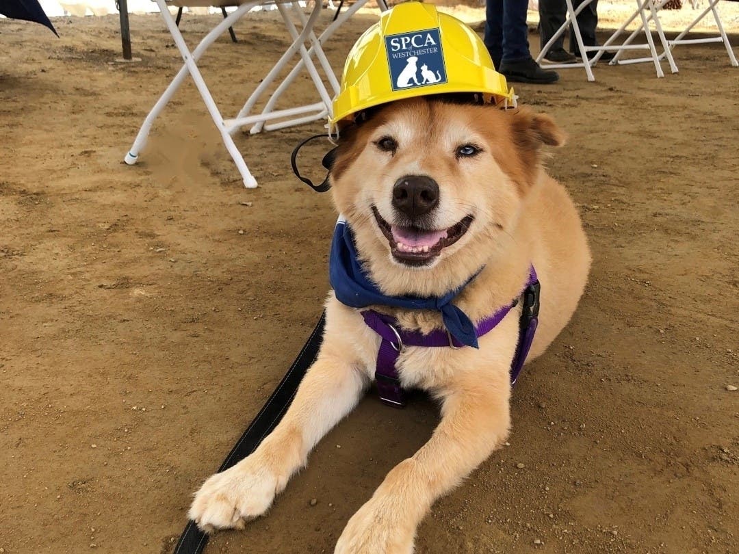 Rusty was on hand for a quiet groundbreaking ceremony at the SPCA of Westchester.