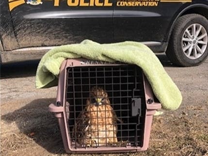 An injured hawk is being rehabbed after rescue from a DEC officer.