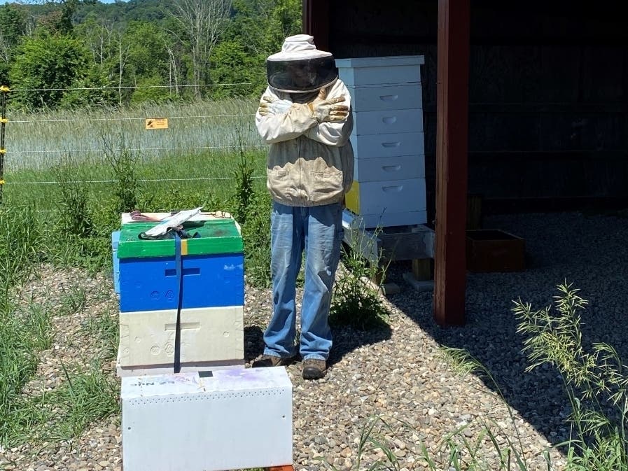 Tom Sotiridy, an apiculturist with Blue Hive Honeys, works with Tilly Foster Farm's beehives.    