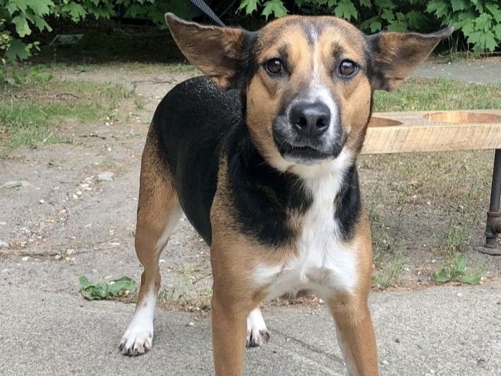 Look at those beautiful ears!