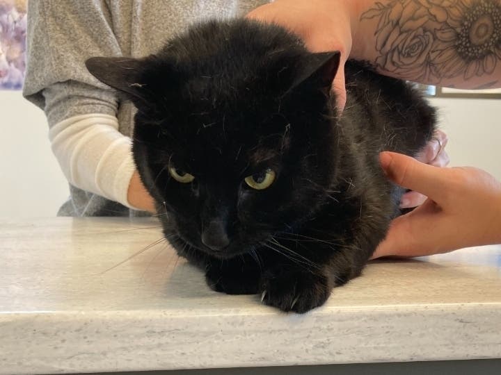 Family Accused Of Keeping Pets In Filthy Conditions