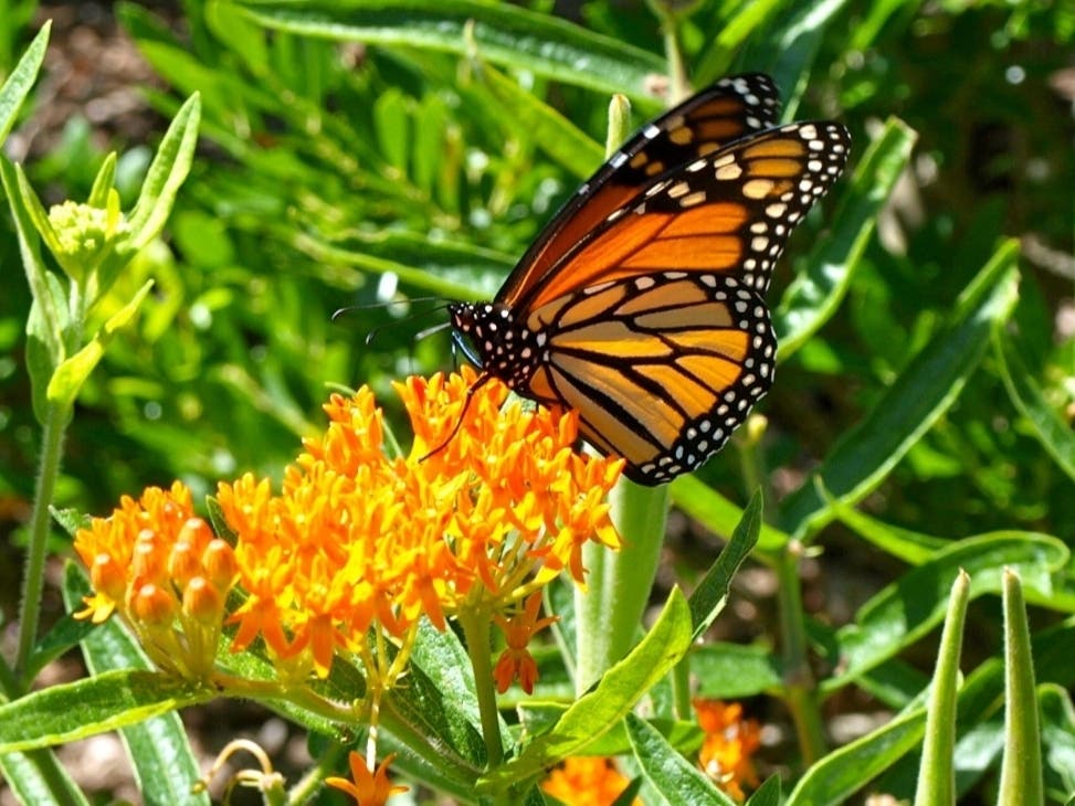 seen at Rockefeller State Park Preserve