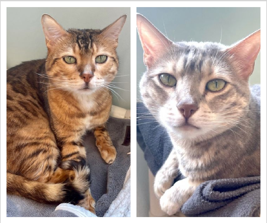 Blu and Hunter are a bonded pair.