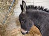 The farm’s newest residents are Sardinian miniature donkeys.