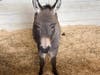 The farm’s newest residents are Sardinian miniature donkeys.