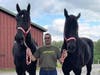 New visitors Truman and Diesel, percheron horses, each weigh about 2,400 pounds and tower over their trainer. 