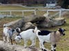 Pygmy goats took up residence at the farm this fall.