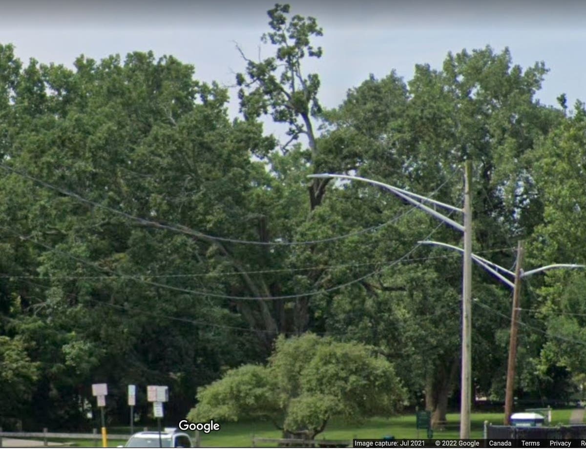 Vassallo Park was the home of the historic Merwin Oak, which fell in a storm at the end of May.