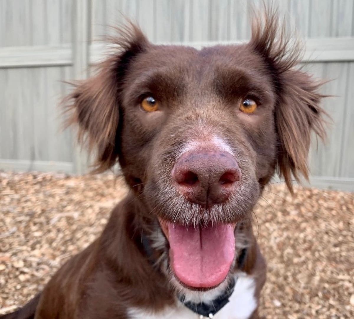 Brittany Spaniel Chocolate Lab Mix Brittany Spaniel Chocolate Lab Mix