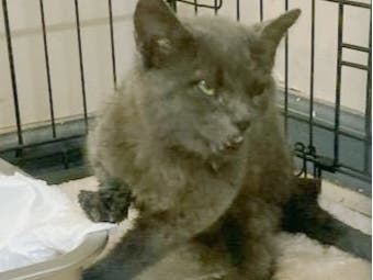 After becoming visibly ill, this cat was confirmed to be rabid, health department officials said.