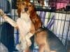 Beagles rescued from the research breeding facility in Virginia have been brought to Westchester County for care and eventual adoption.