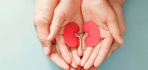 Understanding Organ Donation