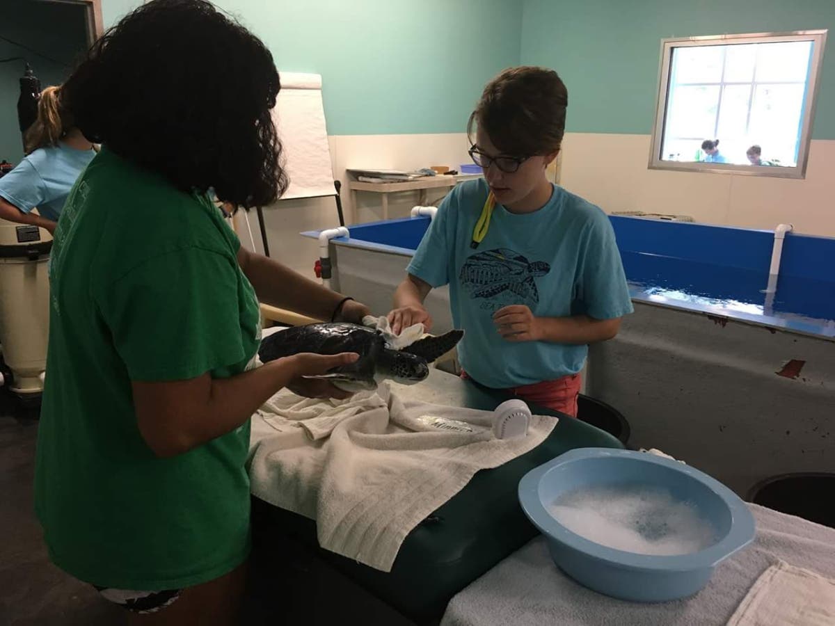 Molly Jurch, right, a Hank Aaron Scholar, helps to clean one of the sea turtles at the Karen Beasley Sea Turtle Rescue and Rehabilitation Center in Surf City, N.C. 