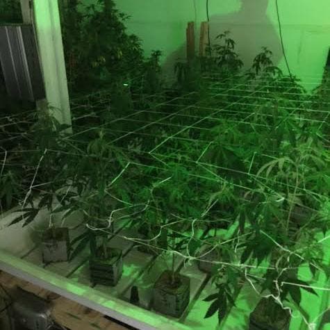 https://patch.com/img/cdn20/users/714975/20160711/023618/styles/raw/public/article_images/aa_marijuana_3-1468262116-6059.jpg