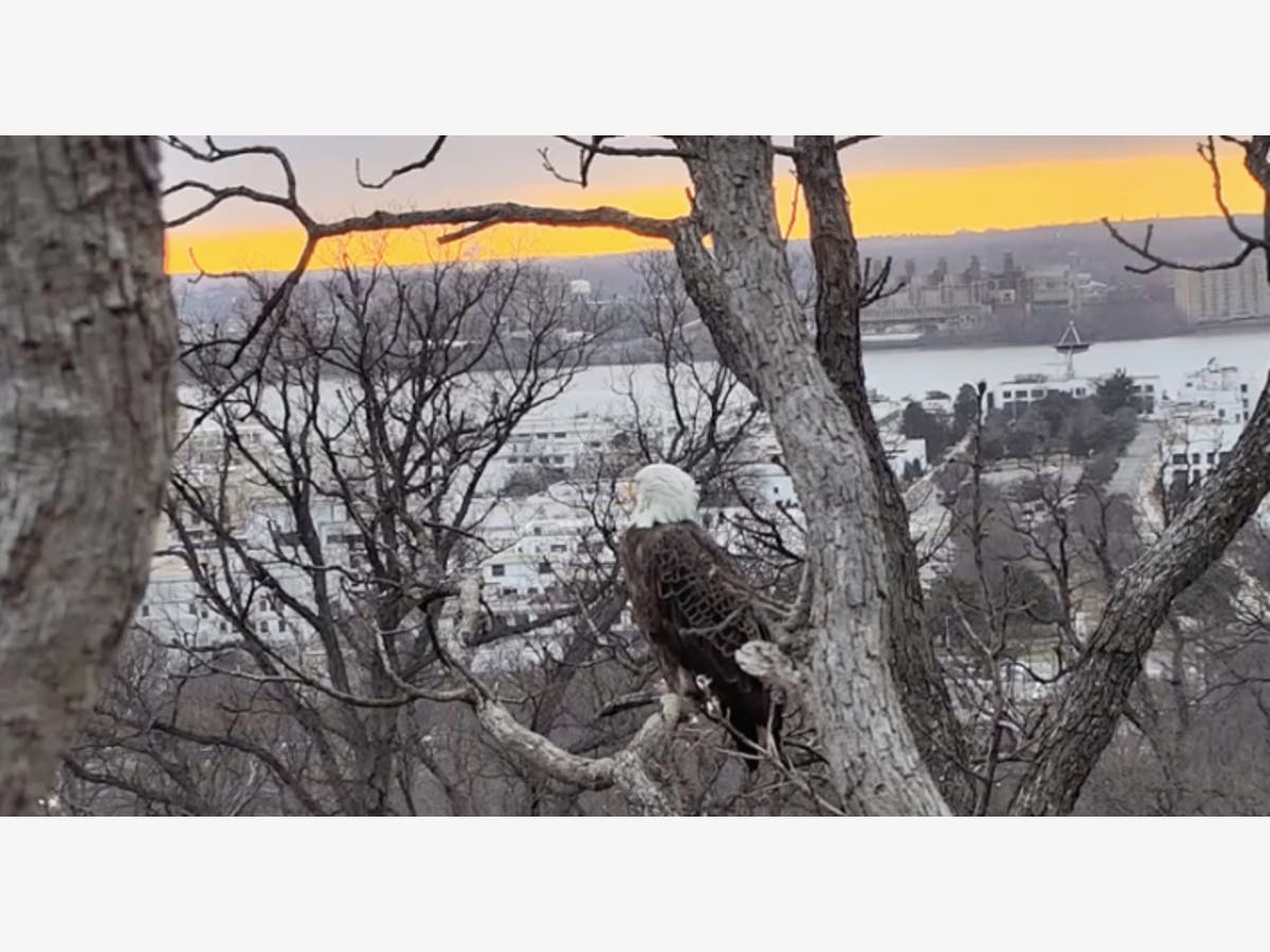 Justice has returned to the DC eagle nest after his mate, Liberty, fled, abandoning two doomed eggs.