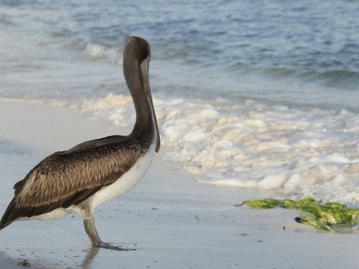A Maryland man posted a video on Facebook that shows him attacking a federally protected pelican in Florida.