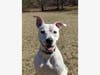 Phoenix is a 2-year-old rescue who loves being playing at Broadneck Dog Park, and Quiet Water Park.