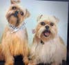 Max and Babe Belle, adorable Brussels Griffons,