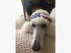 Suzi is sweet and a clown.
