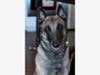 Scipio! Not just a Roman general, say his owners.