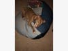 Reina is the sweetest dog ever, says her family.