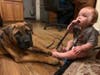 This is Titan, a bullmastiff, about 4 months in the picture. Always fun times with 2 babies in the house.