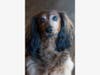Boo, the Aussie rescue who blows bubbles. "Love him to bits," says owner Clementine Fujimura.