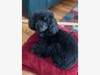 Snoopy "is the sweetest, smartest little dog," his humans say.