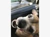 "SPCA failed foster of Lucy the Chawienie," said owner Shawn Harmon.