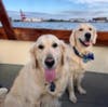 Reagan and Mason, English cream golden retrievers, live for summers on the boat and chasing squirrels.