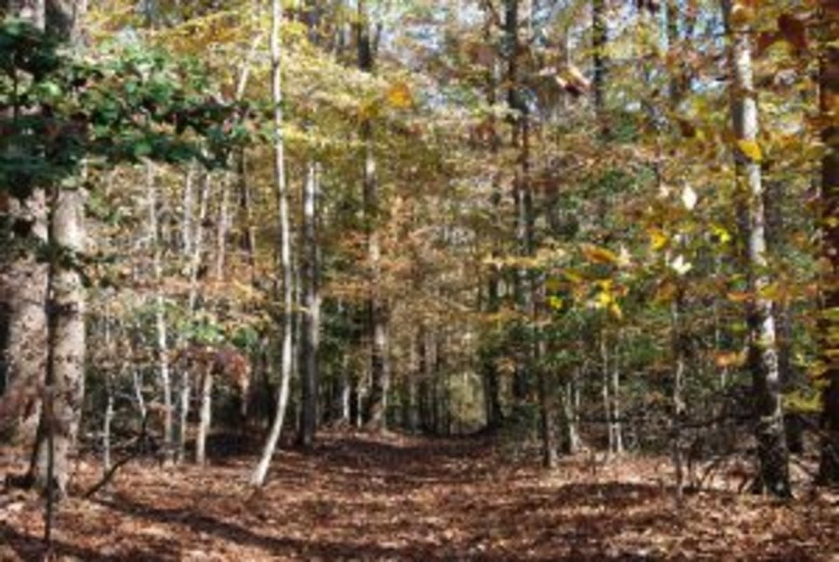 Forestland, wetlands and meadow along the Little Patuxent River is safe from development, Maryland DNR says.