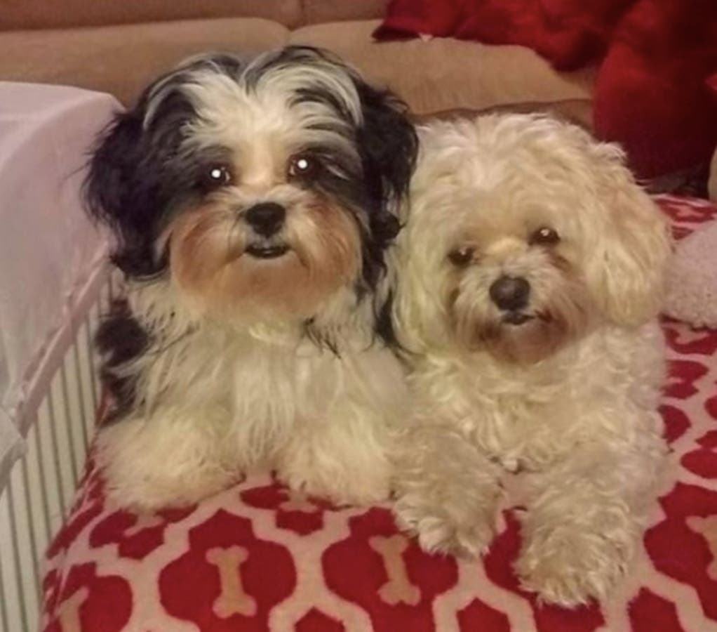 Shih-chons Maisy and and Sophie are "wicked smart" and love to play, especially on National Puppy Day.
