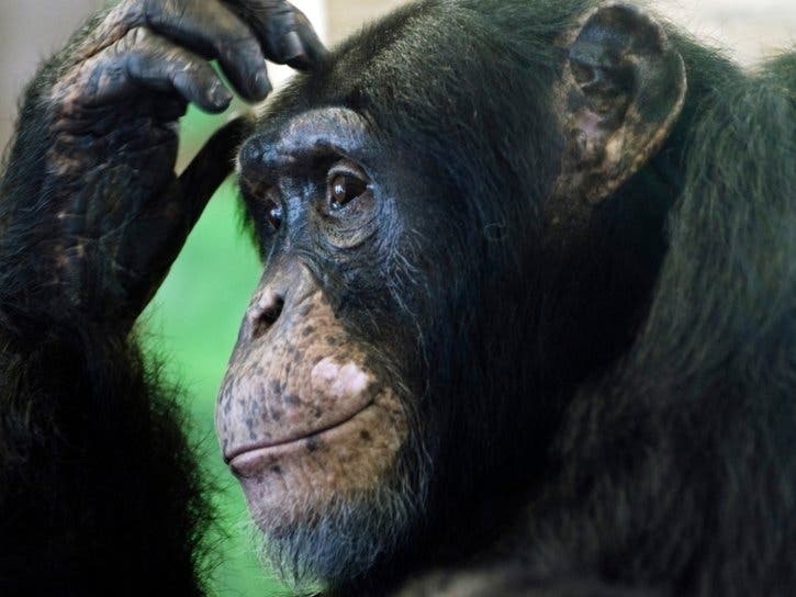 Alex the chimpanzee is joining the Chimpanzee Forest at The Maryland Zoo.