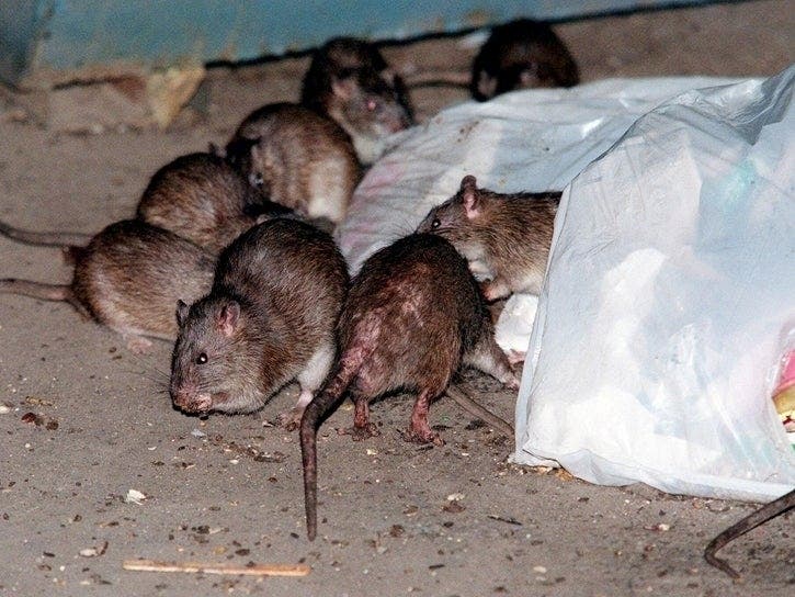 Rats are a growing problem in the nation’s capital, so public health officials put them on birth control.