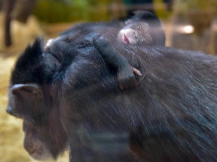 Bunny, 29, is exploring the indoor portion of the Chimpanzee Forest with her new baby at The Maryland Zoo.