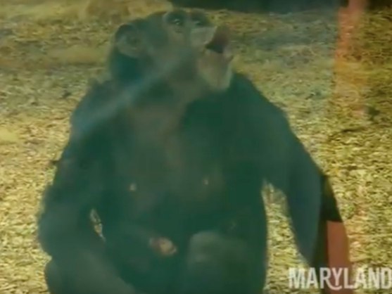 The baby chimpanzee at The Maryland Zoo now has a name. 