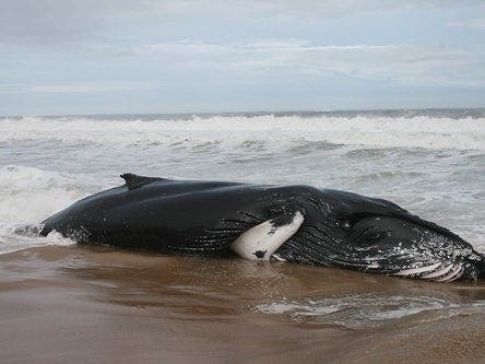 Do you know what to do or who to call if you see stranded whales on Maryland beaches? A beached sperm whale died Sunday in Ocean City.
