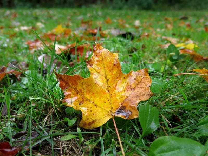 After a steamy Monday, high temperatures drop 10 degrees this week and overnight lows will be in the 50s in Maryland.