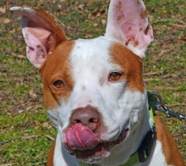 K-dog has been in an Anne Arundel County shelter for over 760 days. Staffers say he's a wonderful dog who needs a home.
