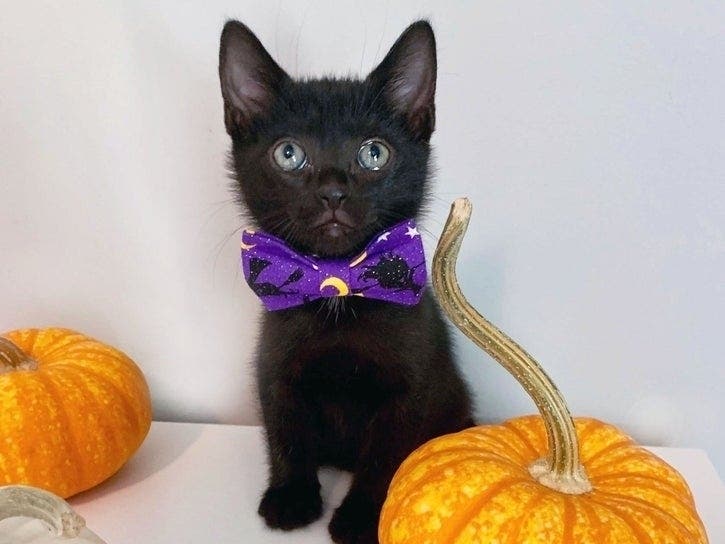 The Atlanta Humane Society will host a Pumpkin Patch and Adoption Event this Saturday, Oct. 12.