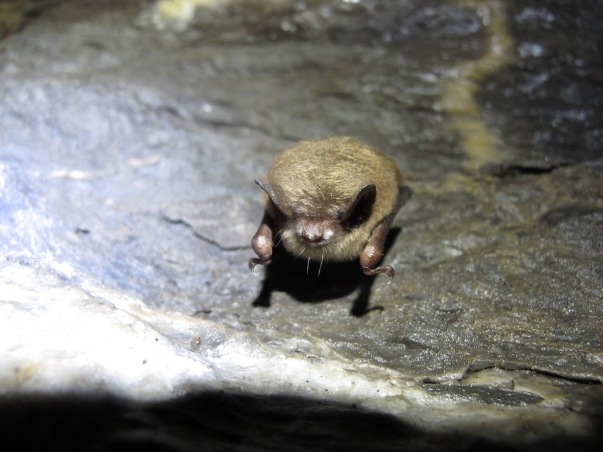 A single little brown bat with white-nose syndrome on the side of its muzzle located in Round Top Mines in Washington County, Maryland, sometime after 2012. 