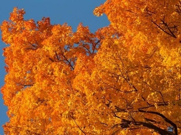Fall colors are peaking in more of Maryland's trees this weekend. Here's where to find the best views.