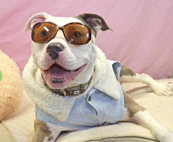 Frannie loves to put on sunglasses and a car coat then embark upon adventures. She needs a forever home.