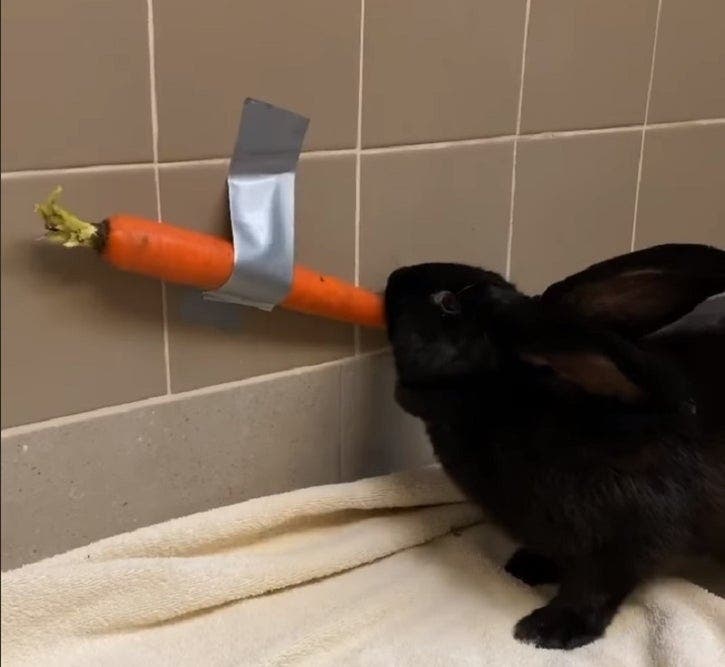 "World-renowned" performance artist, Rabunzel, did a version of a $120K piece of art, said animal advocates, tongue in cheek.