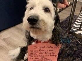 A Crofton girl approached every dog at a shelter, said their names out loud and wished them a Merry Christmas.
